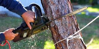 How Our Tree Care Process Works  in  Deerfield, IL