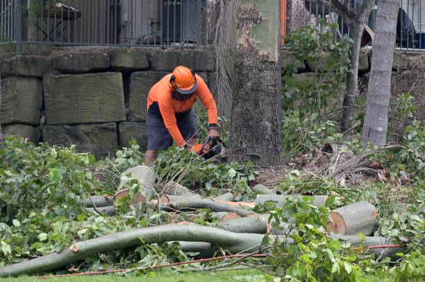 How Our Tree Care Process Works  in  Deerfield, IL